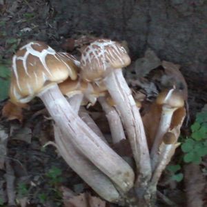 Meet your Posher, Annie